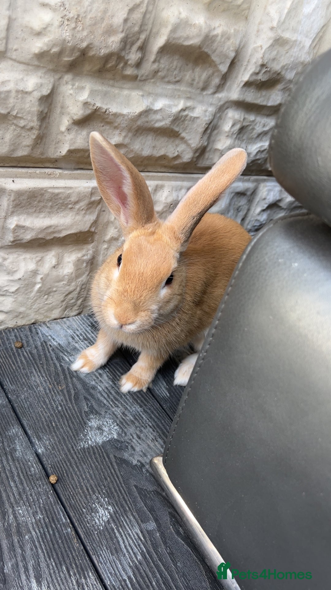 English rabbits for sale: Rabbits for sale - Image 2