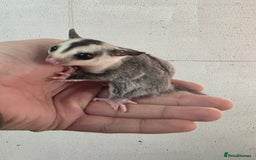 Sugar Glider rodents for sale: Baby Joey Sugar Gliders - Image 3