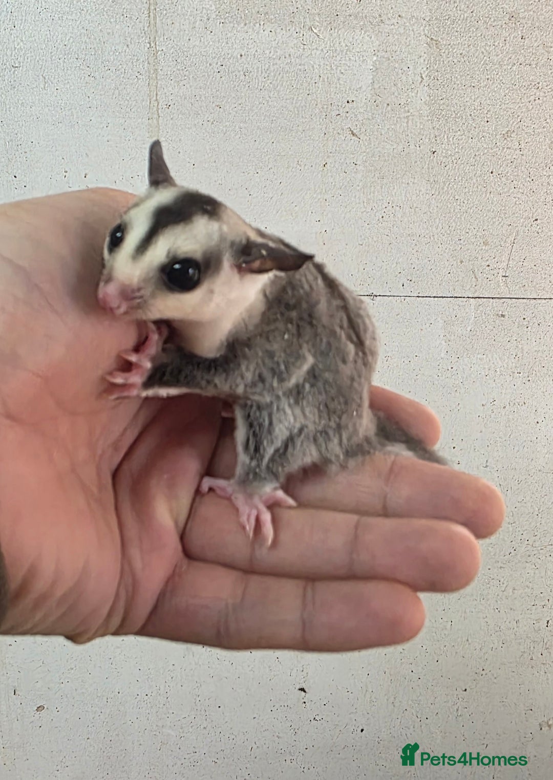 Sugar Glider rodents for sale: Baby Joey Sugar Gliders - Image 3