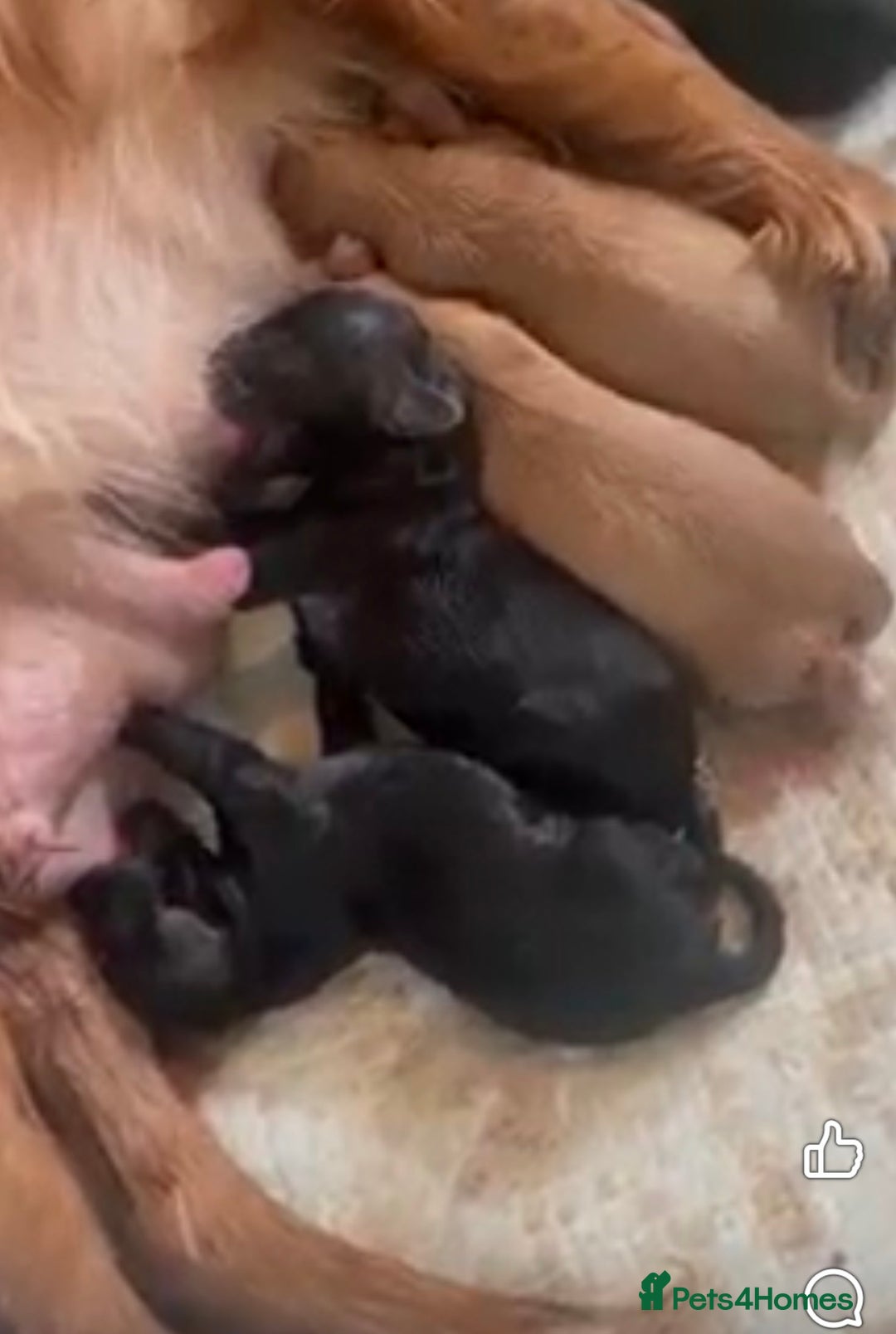 Cavapoo dogs for sale: Health Tested F1 TOY Cavapoo Puppies  - Advert 11