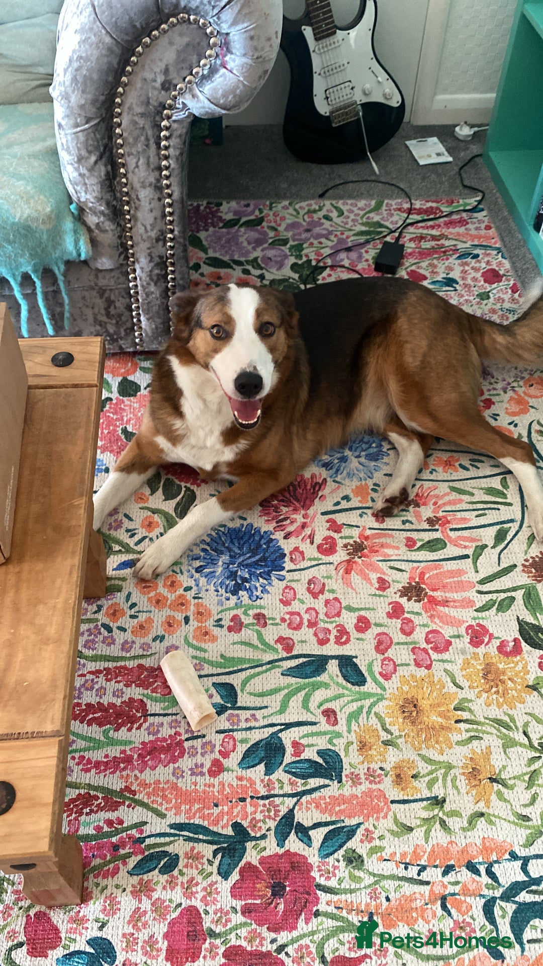 Mixed Breed dogs for sale: Beautiful Zelda  - Advert 1