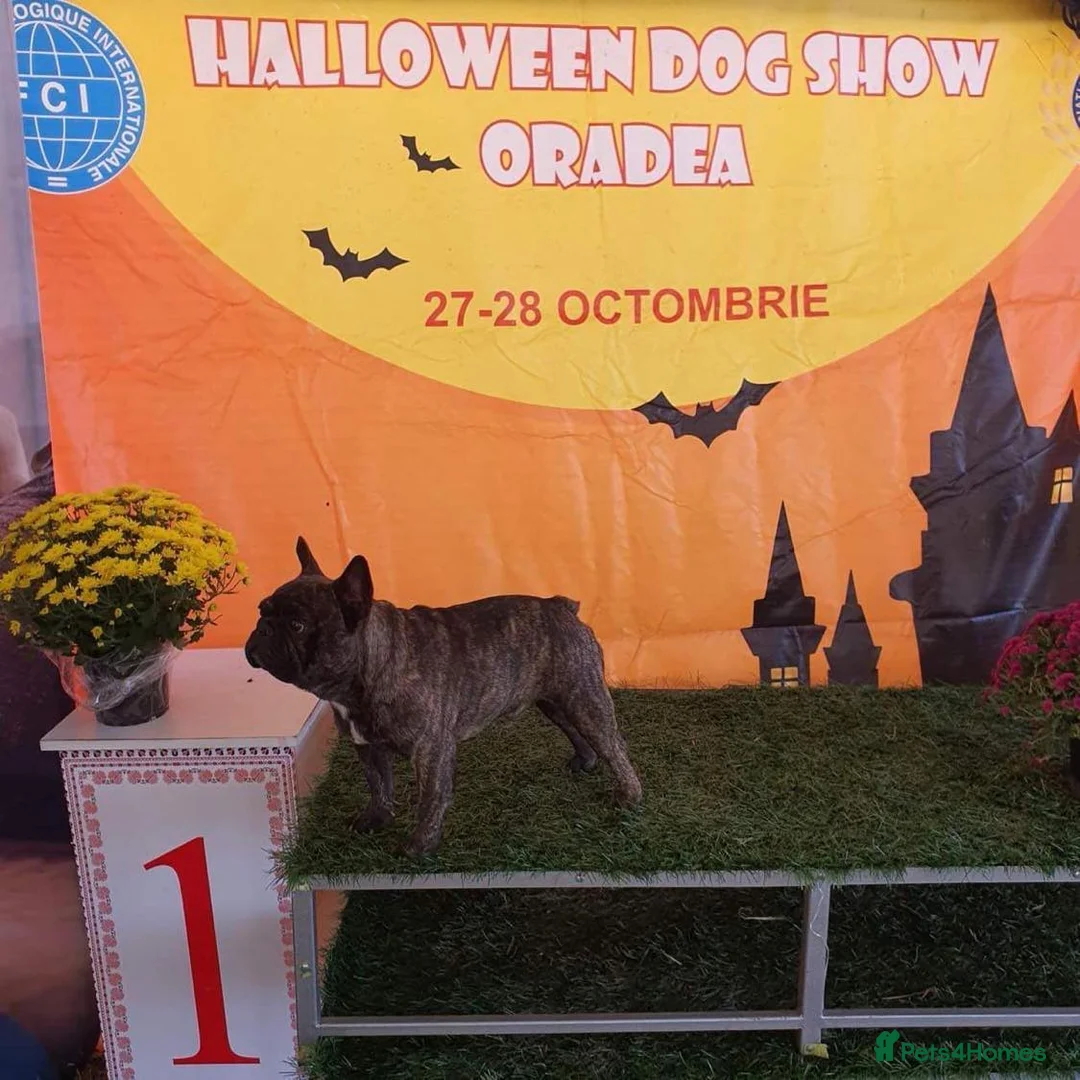 French Bulldog dogs for stud: FCI International Champion French Bulldog for Stud - Advert 2