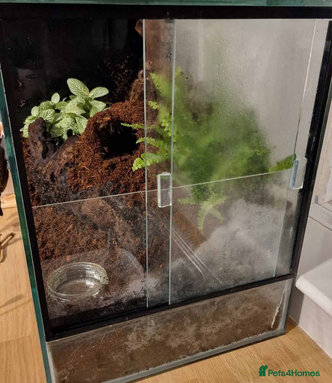 Tarantulas invertebrates for sale: Female Salmon Pink Bird Eater - Advert 3