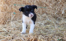 Border Collie dogs for sale: Beautiful Collie Puppies For sale - Image 4