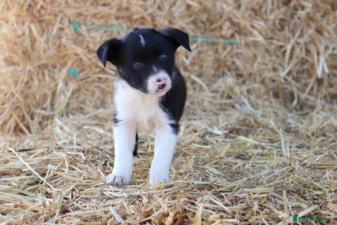Border Collie dogs for sale: Beautiful Collie Puppies For sale - Image 4