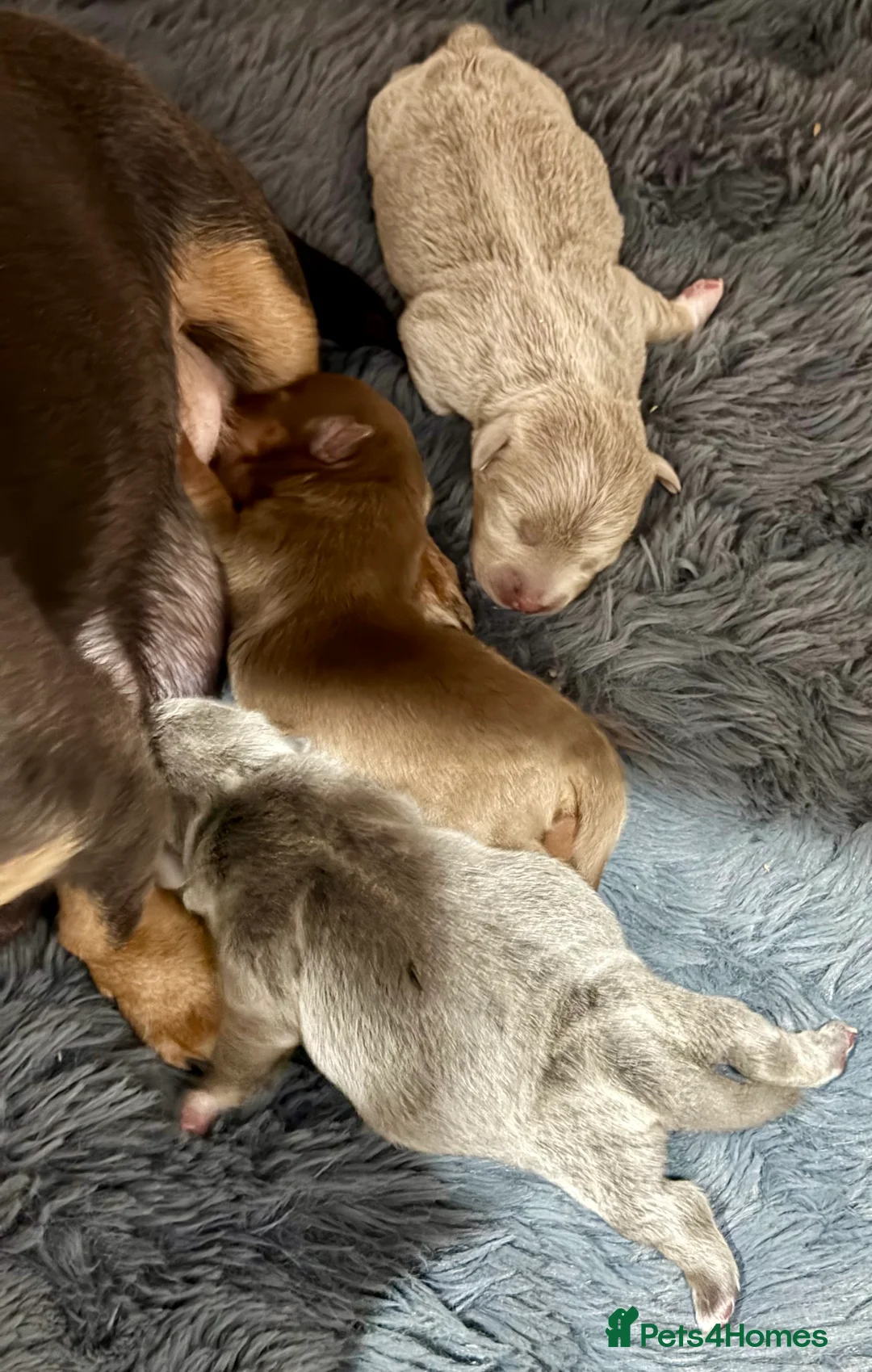 Jack Russell dogs for sale: Jack Russell Puppies – Chocolate, Blue & Lilac - Advert 1