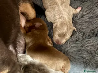 Jack Russell dogs Jack Russell Puppies – Chocolate, Blue & Lilac - Advert 2