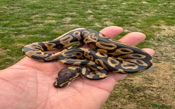 Python Snake reptiles for sale: Royal python hatchlings for sale  - Image 4