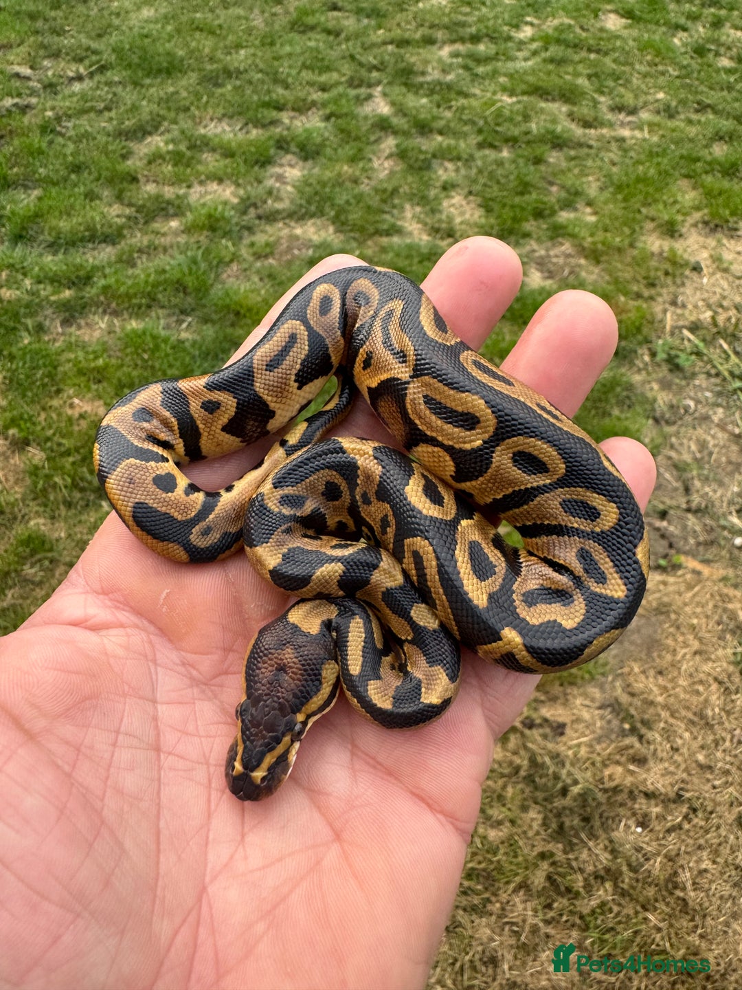Python Snake reptiles for sale: Royal python hatchlings for sale  - Image 4