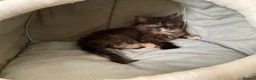 Maine Coon cats for sale: Maine Coon Kittens 2 males  - Advert 6
