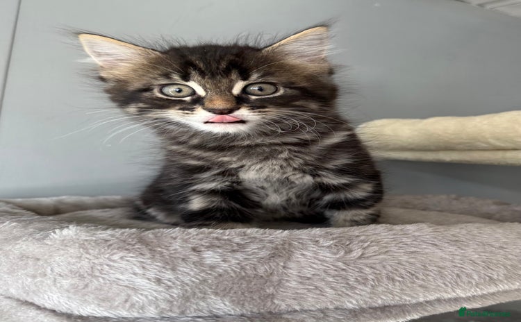 Maine Coon cats - Advert 4