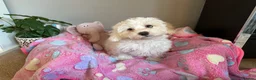Mixed Breed dogs for sale: Last Girl Remaining - Beautiful Shihpoochon Puppy - Advert 3