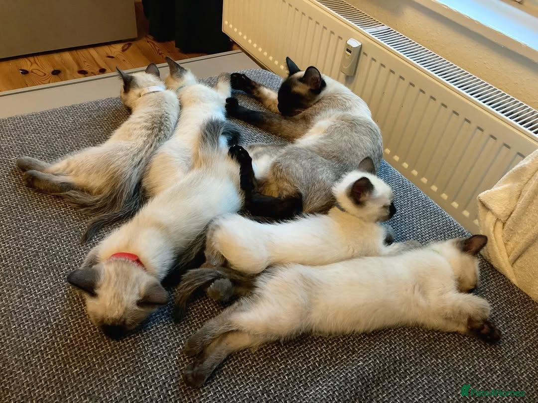 Siamese cats for sale: FULL Litter-trained SIAMESE kittens - Image 5