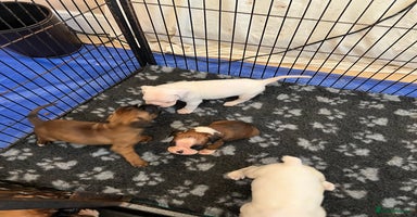 Boxer dogs - Advert 10