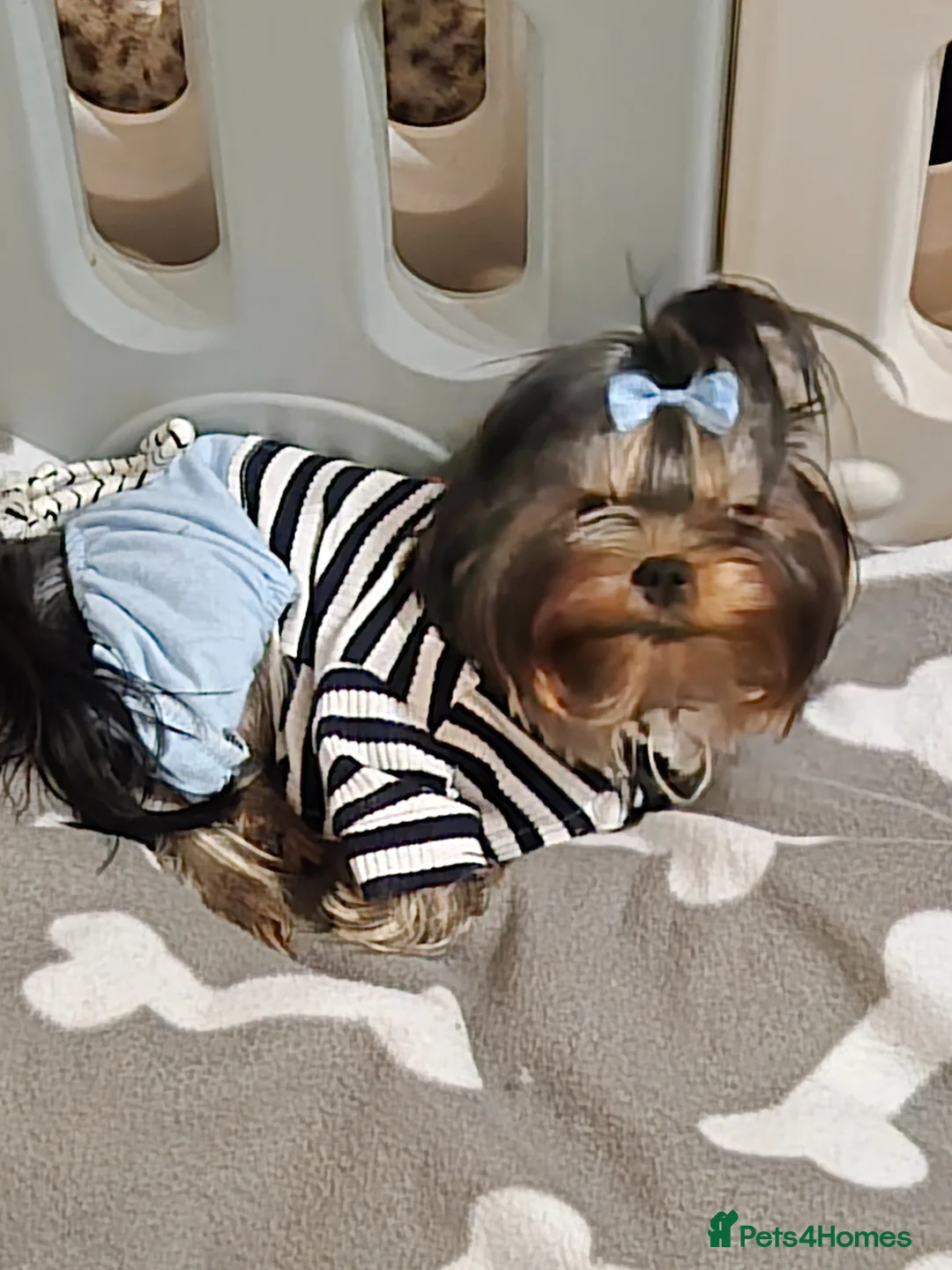 Yorkshire Terrier dogs for stud: Toy yorky boy for stud - Advert 1