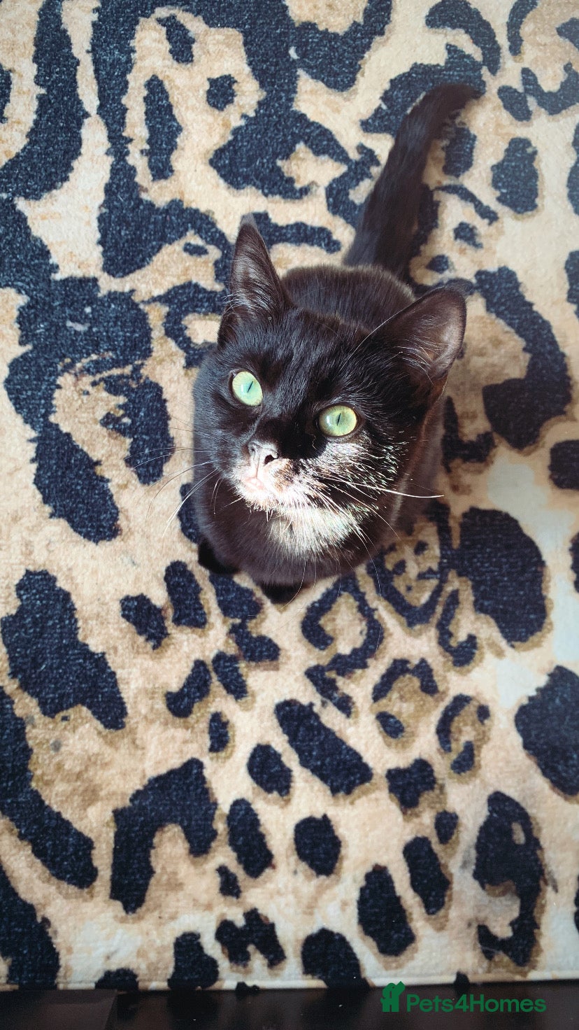 Mixed Breed cats kittens  - Advert 12