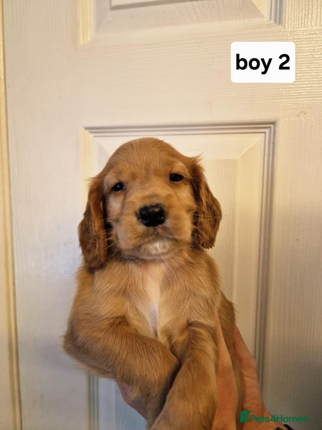 Cocker Spaniel dogs for sale: Excellent pedigree cocker spaniels  - Advert 14