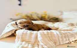 Australian Labradoodle dogs for sale: Red Australian Labradoodle Puppies - WALA Multigen - Image 8