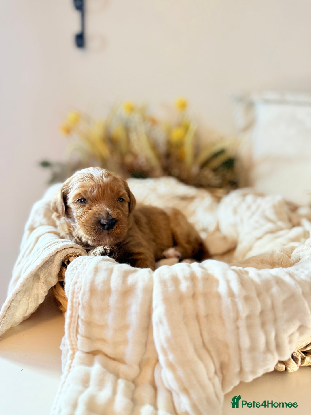 Australian Labradoodle dogs for sale: Red Australian Labradoodle Puppies - WALA Multigen - Image 8