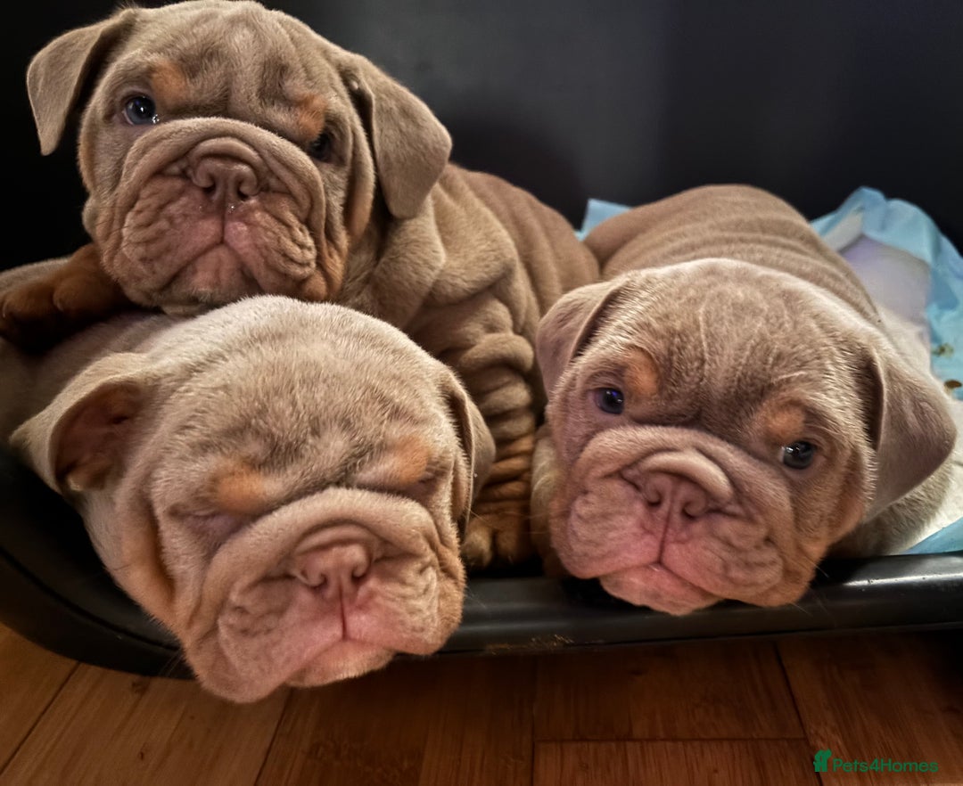 English Bulldog dogs for sale: 2 English bulldog 'lilac' puppies READY 8TH DEC 25 - Advert 2