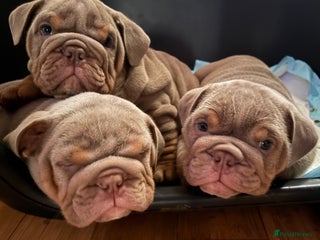 English Bulldog dogs English bulldog 'lilac' puppies READY 8TH DEC 25 - Advert 4