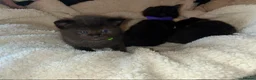 Mixed Breed cats for sale: Stunning ragdoll mix kittens - Advert 10
