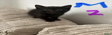 Mixed Breed Kitten 4
