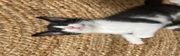 Mixed Breed cats for sale: Kittens has been finished their nursery  - Advert 14