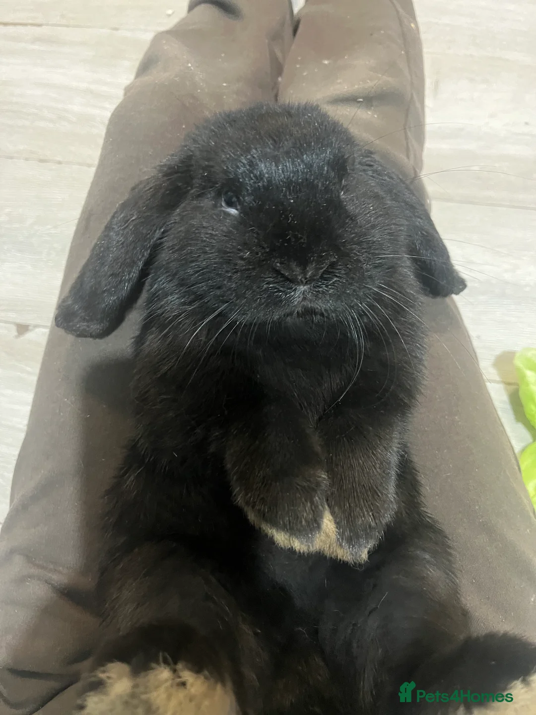 French Lop rabbits for sale: Bunny - Advert 8