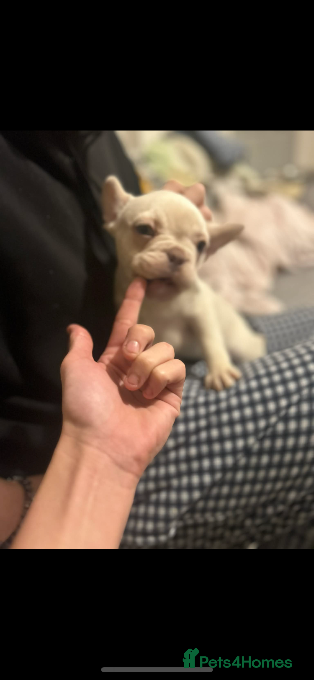 French Bulldog dogs for sale: French bulldog pups available (Reduced) - Advert 23