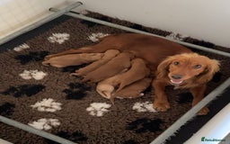Cocker Spaniel dogs for sale: Gorgeous working cocker spaniels  - Image 7