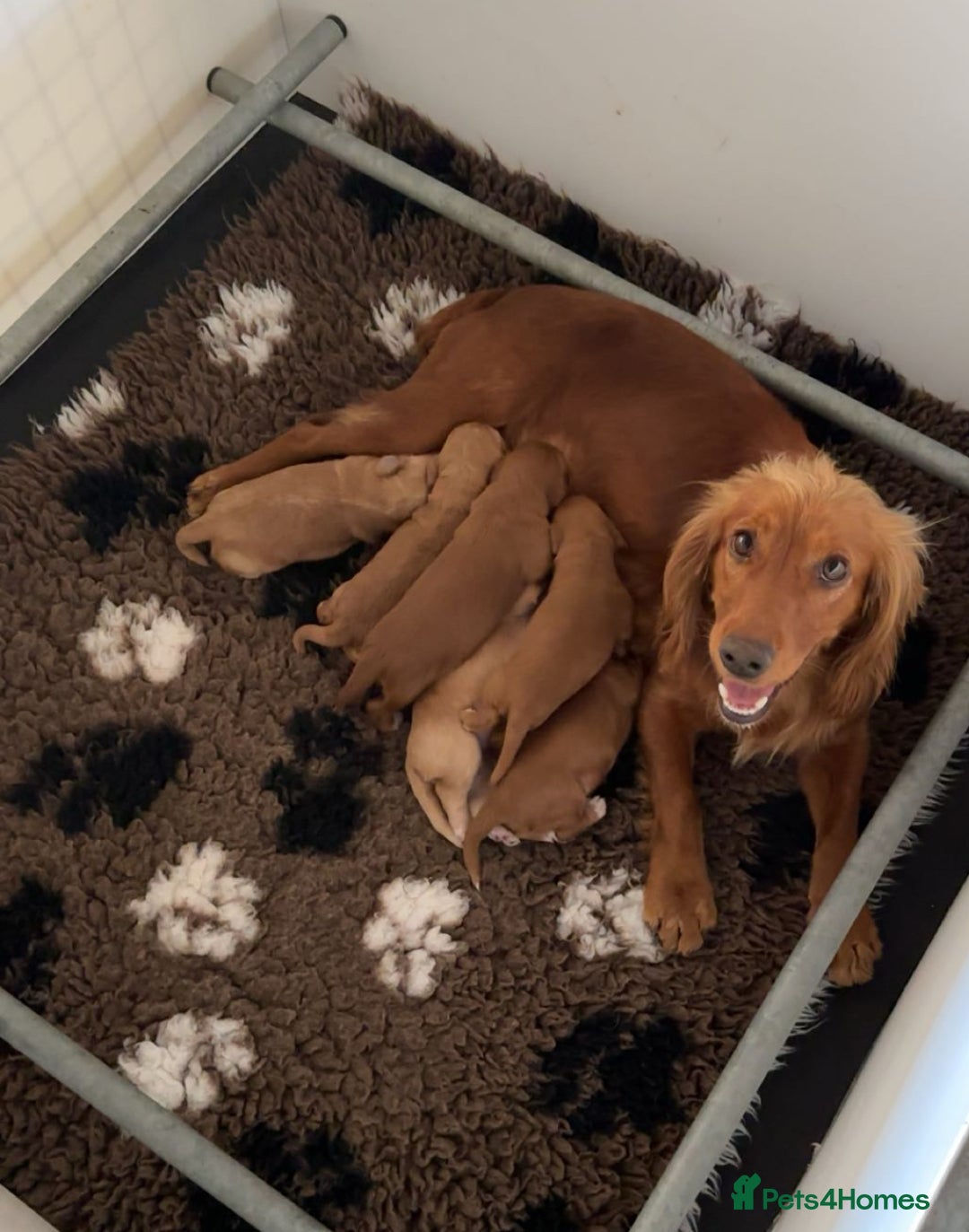 Cocker Spaniel dogs for sale: Gorgeous working cocker spaniels  - Image 7