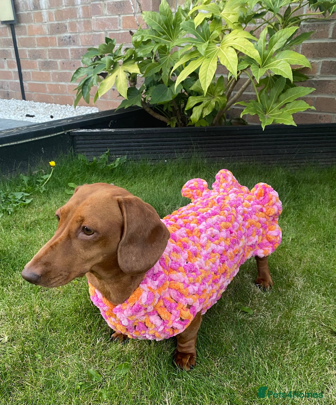 Miniature Dachshund dogs for sale: Red dapple miniature dachshund, beautiful female - Image 2
