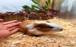 Guinea Pig rodents for sale: 🏡🐹 Multiple pretty Boys available 🐹🏡 - Image 23