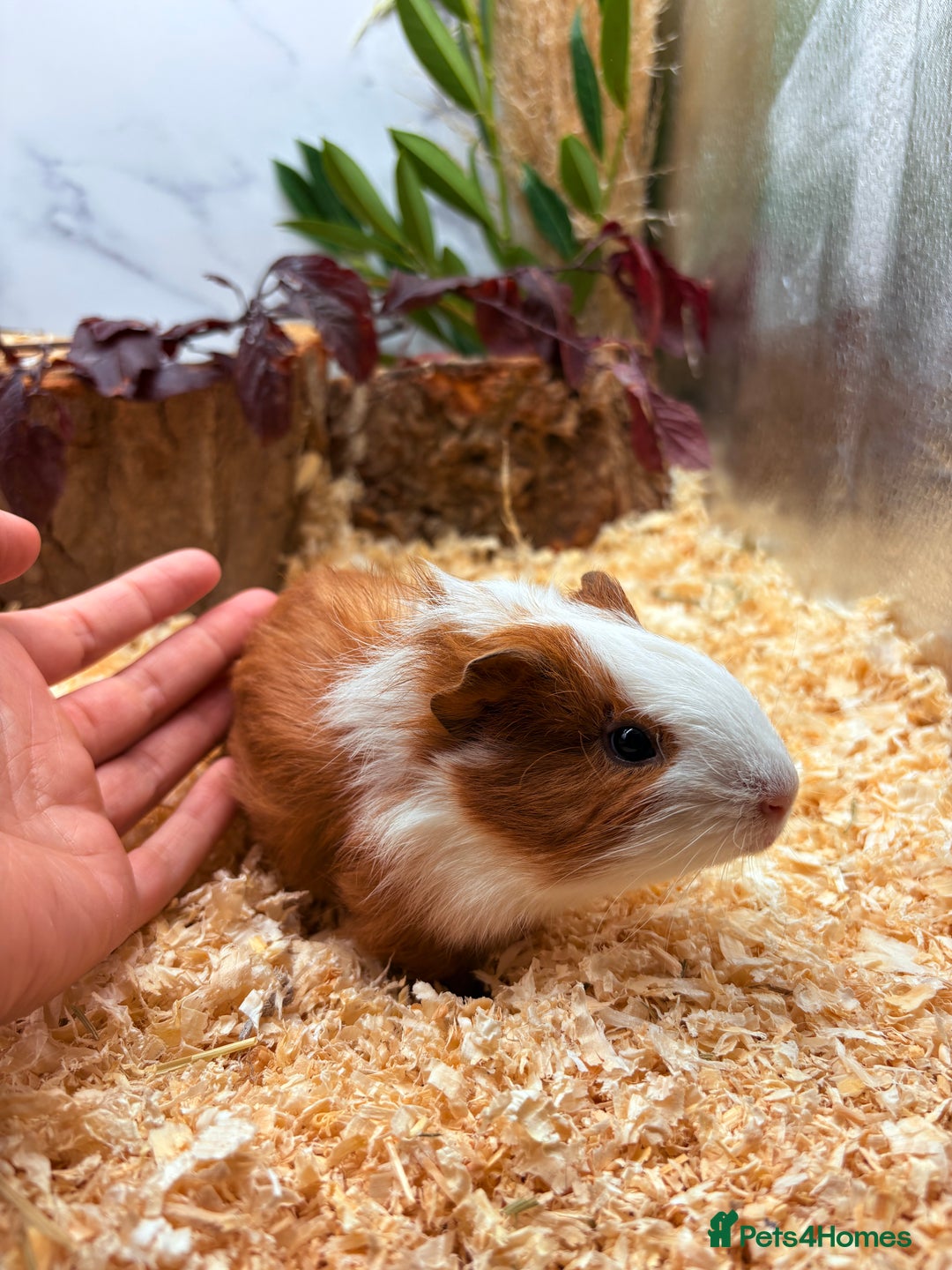 Guinea Pig rodents for sale: 🏡🐹 Multiple pretty Boys available 🐹🏡 - Image 23