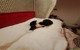 Portuguese Water Dog dogs for sale: Art Nouveau - Image 19