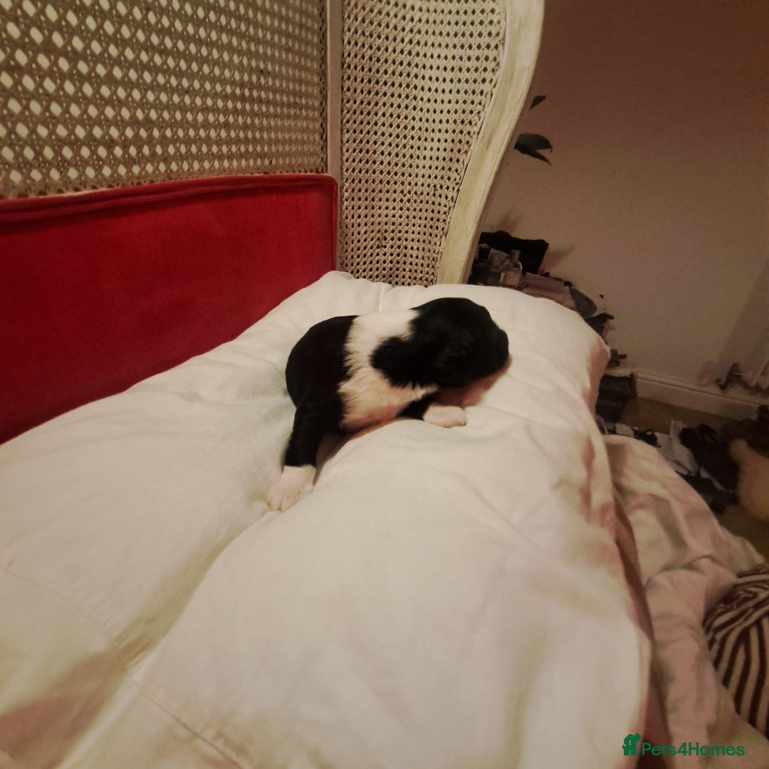 Portuguese Water Dog dogs for sale: Art Nouveau - Image 19