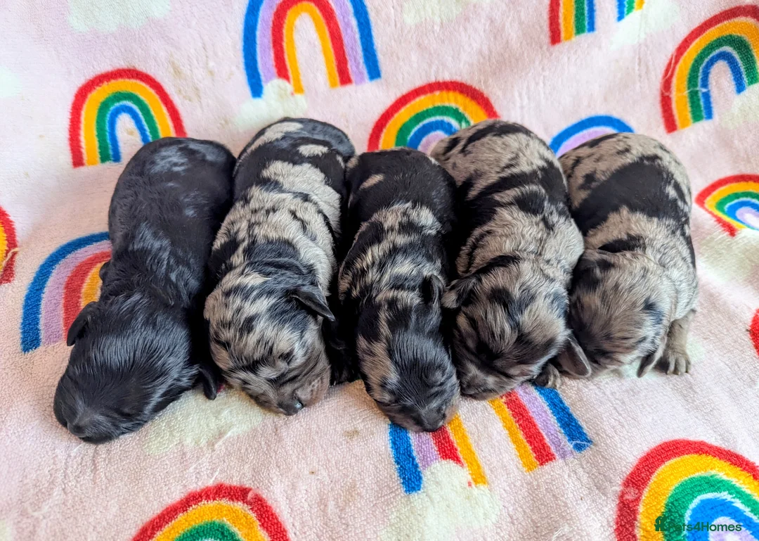 Cavapoo dogs for sale: DNA health tested Merle Cavapoos - Advert 18