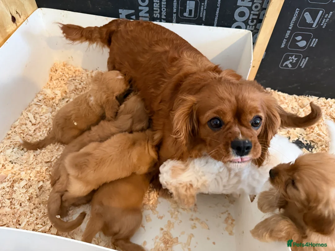 Cavapoo dogs for sale: Cavapoo *Ready Now *£1250 - Advert 11