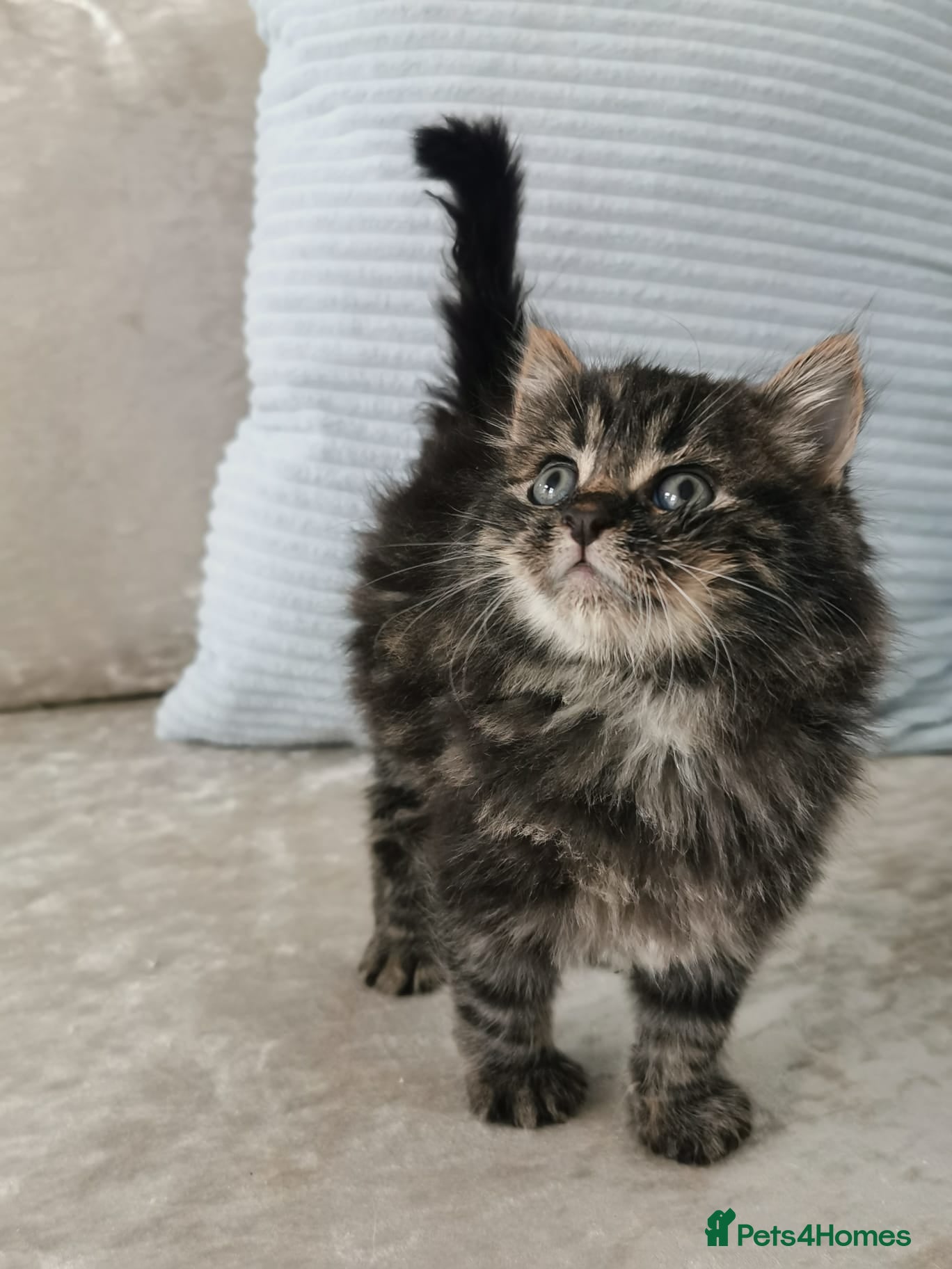 Maine Coon cats Maine Coon Kittens - Advert 9