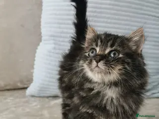 Maine Coon cats Maine Coon Kittens - Advert 9