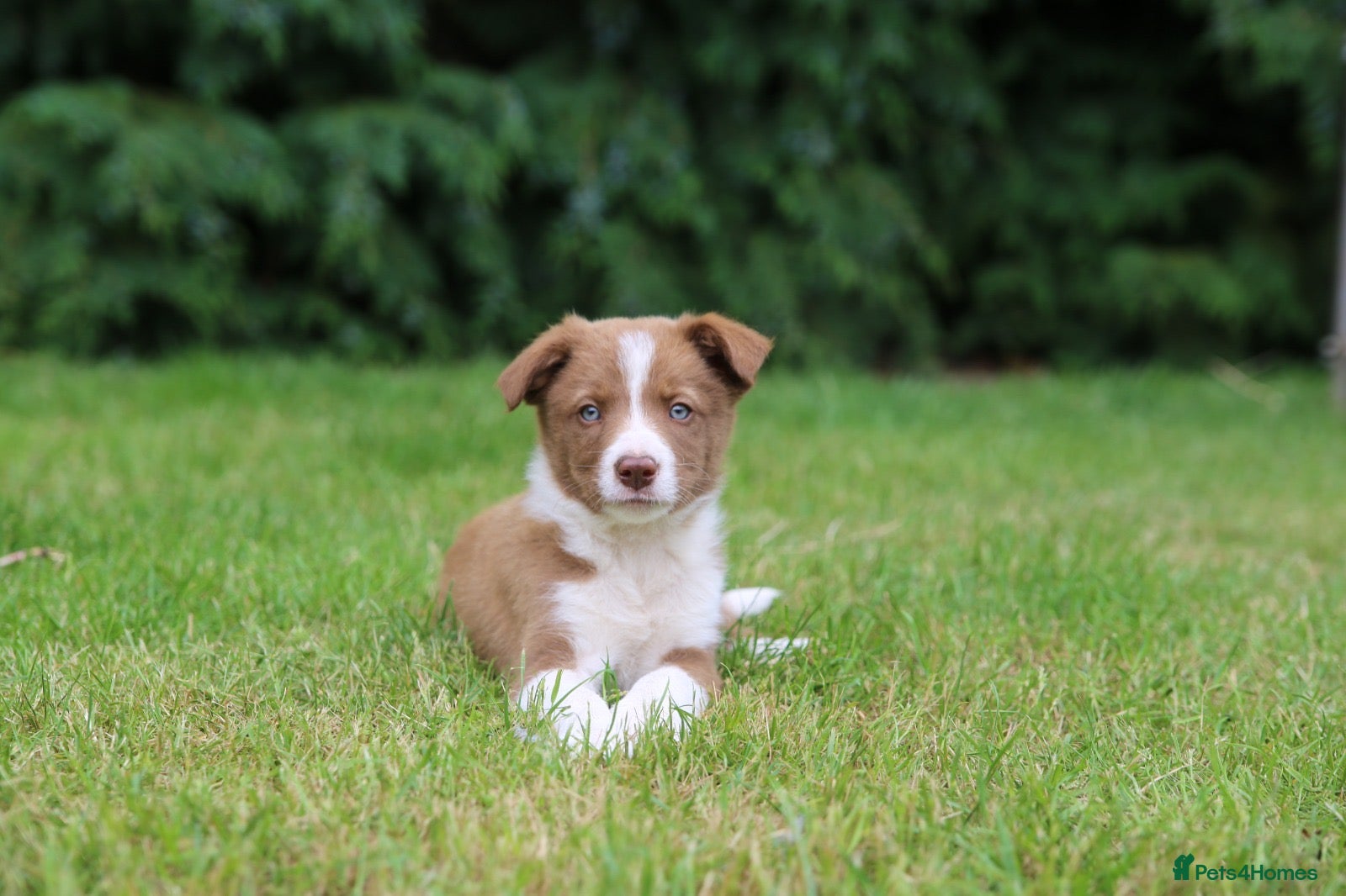 Border Collie dogs 6 Red, White & Tan Health Tested puppies ISDS - Advert 1