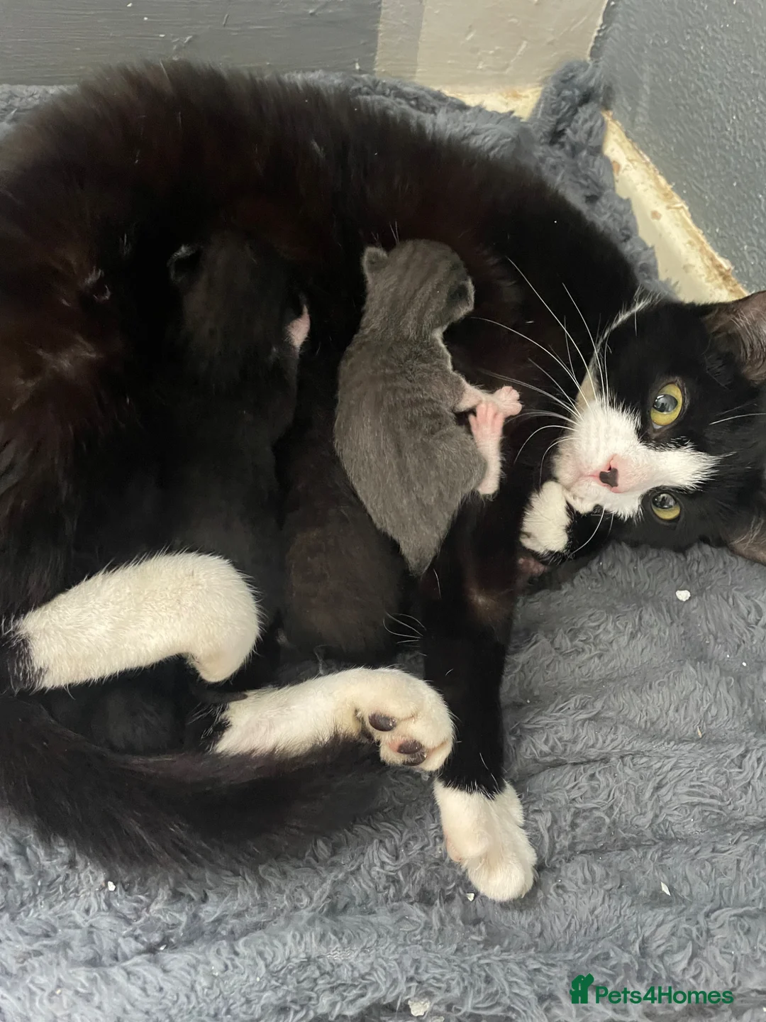 Mixed Breed cats for sale: Adorable little babies  - Advert 2