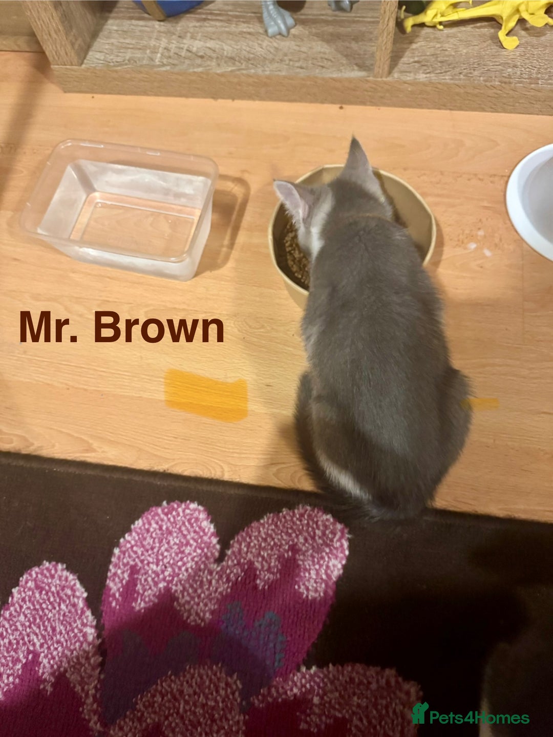 Domestic Shorthair cats for sale: Adorable Loving Kittens Looking for Forever Homes! - Advert 16