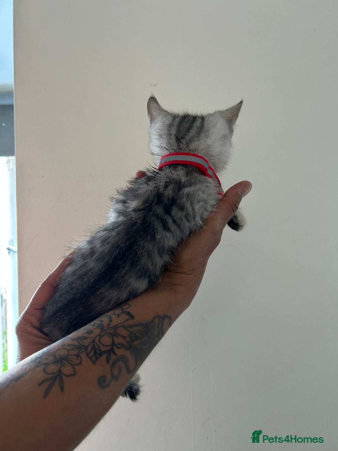 Bengal cats for sale: Bengal x Maine coon  - Image 4