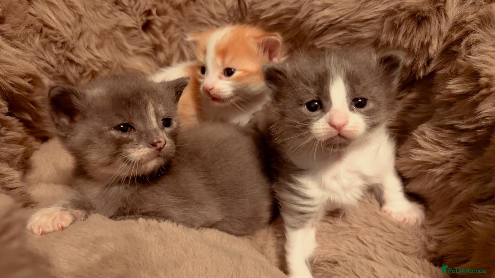 Mixed Breed cats 3 cute cuddly kittens for sale - Advert 14