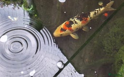 Koi Carp fish for sale: 3 x koi carp - Image 1