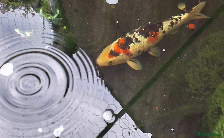 Koi Carp fish - Advert 1