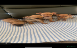 Mixed Breed dogs for sale: 8-Week-Old Puppies for Sale 3 Males, 1 Female - Image 6