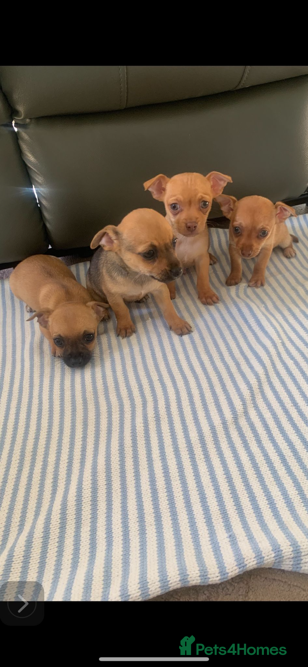 Mixed Breed dogs for sale: 8-Week-Old Puppies for Sale 3 Males, 1 Female - Image 6